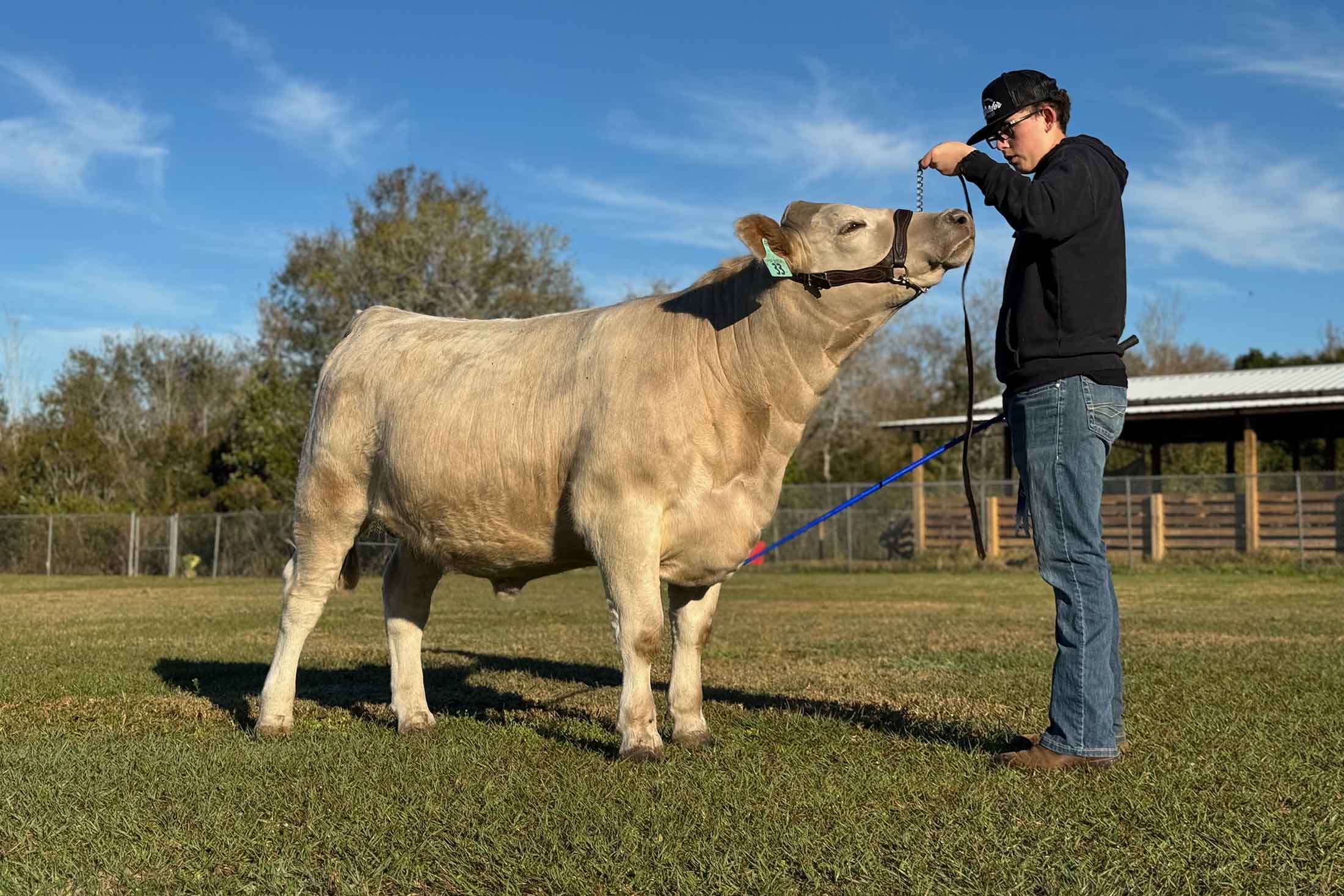 student with cow